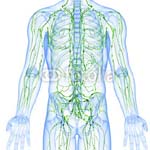 Lymph System Overview